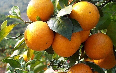 “三亿体育手机版”盘点近期最倒霉的明星 张艺谋 甄子丹 白静均上榜(图2) 三亿体育