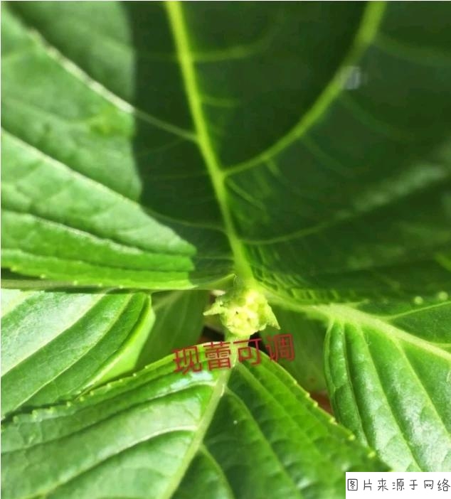 “三亿体育”油脂期货集体反弹 棕榈油主力合约涨逾4%