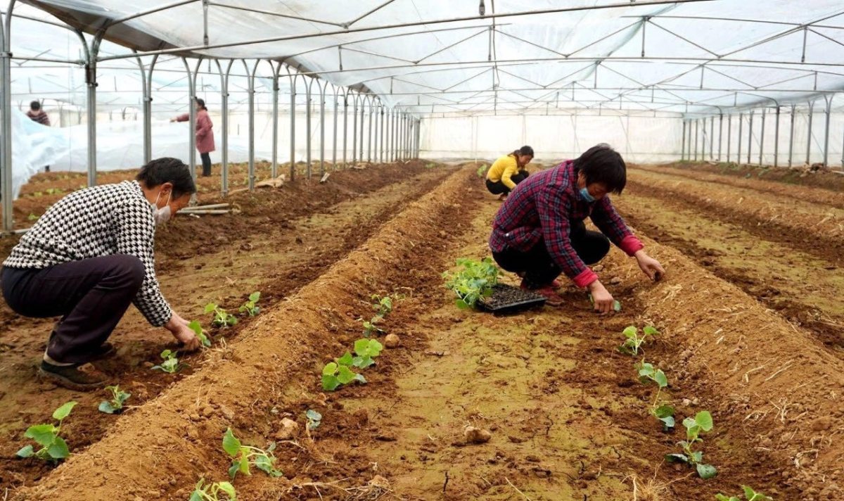 央视网评吴谨言:入戏太深还是艺德不够?【三亿体育手机版】(图1) 三亿体育